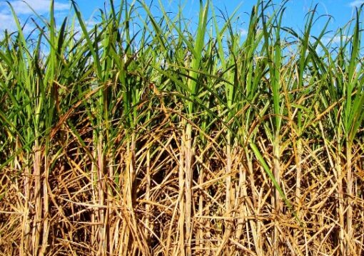 Secretaria de Agricultura mostra impactos da pandemia em dez produtos agropecuários paulista